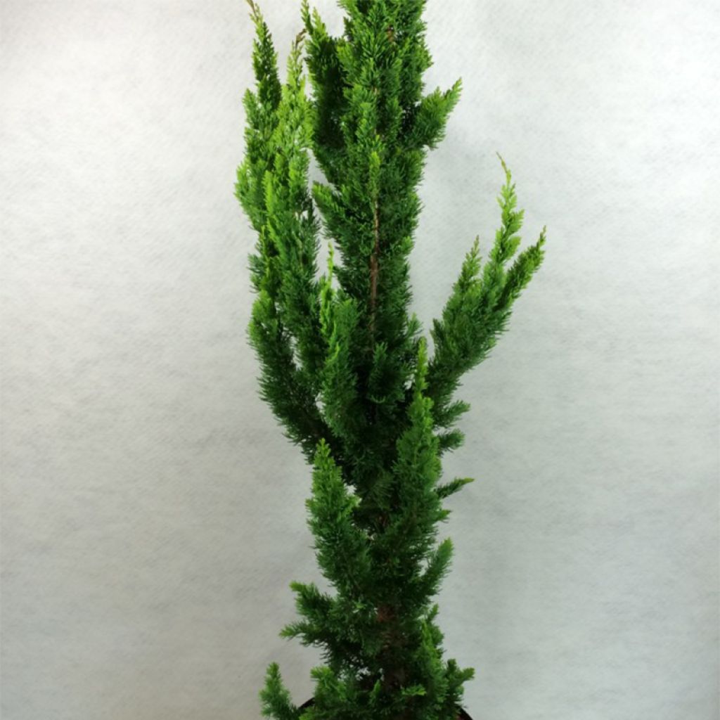 Chamaecyparis lawsoniana Yellow Spire