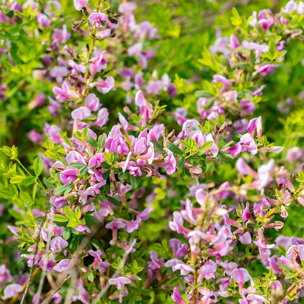 Chamaecytisus purpureus - Purpurroter Geißklee