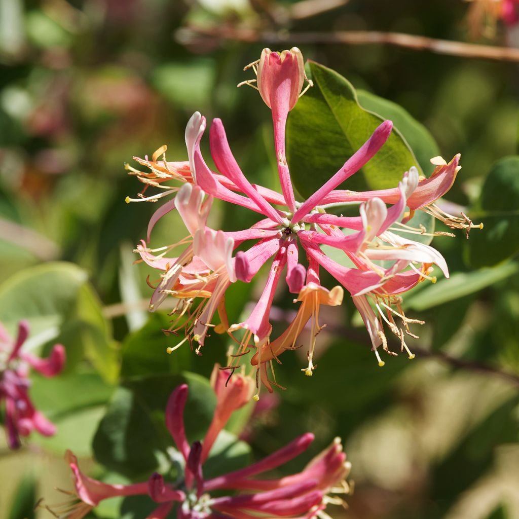 Lonicera heckrottii - Feuer-Geißblatt