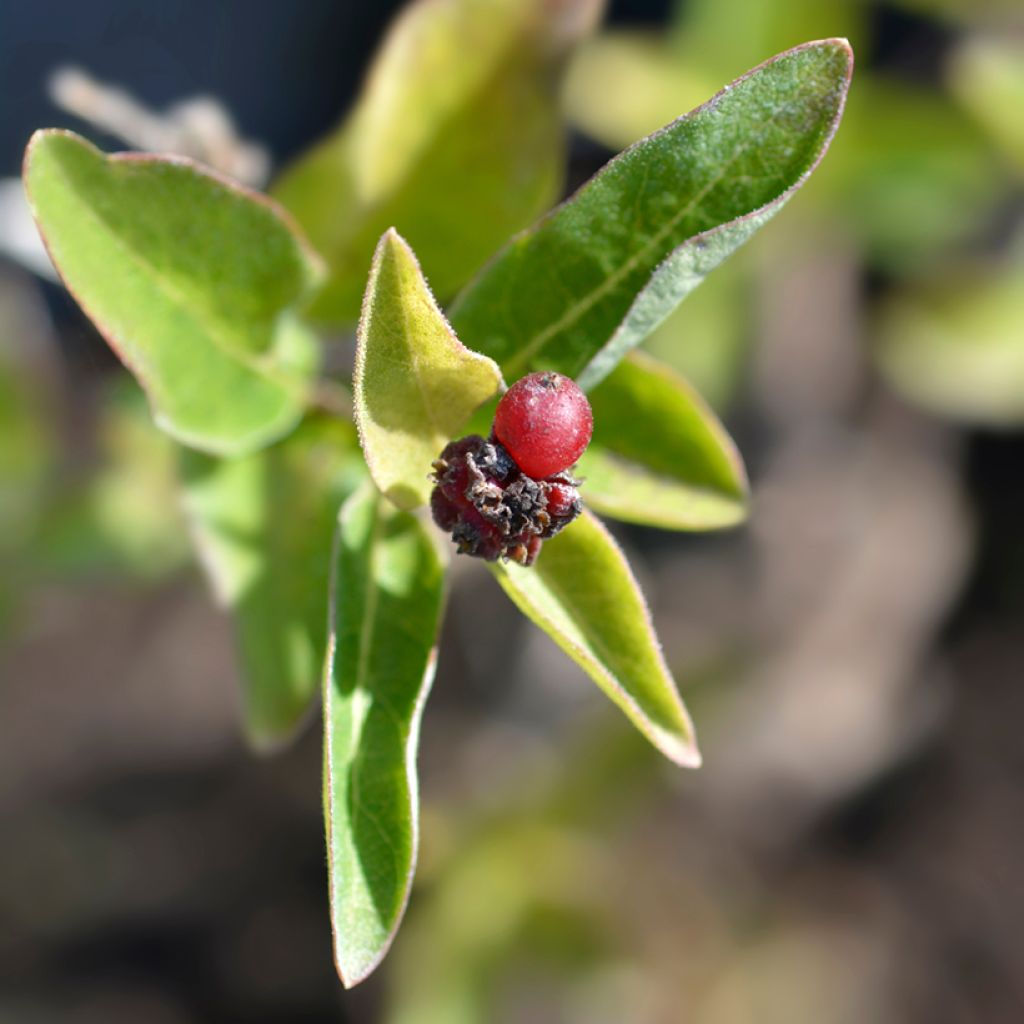 Lonicera Blond & Beyond - Wald-Geißschlinge
