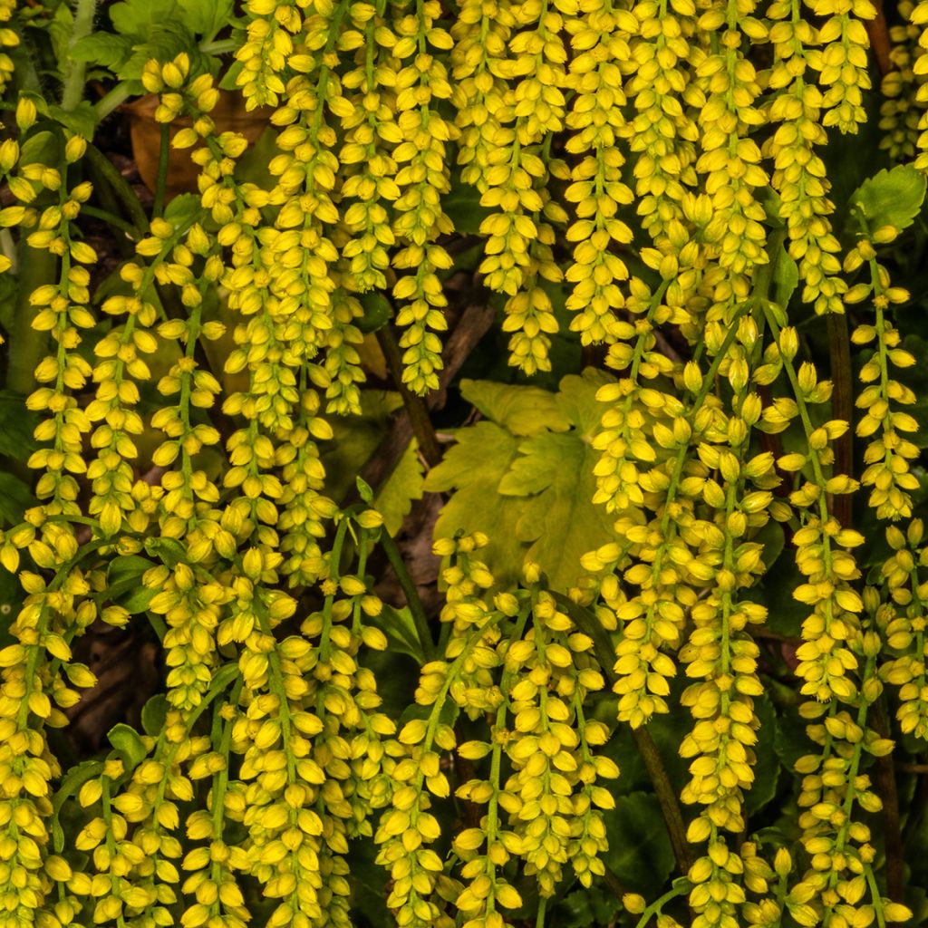 Chiastophyllum oppositifolium - Walddickblatt