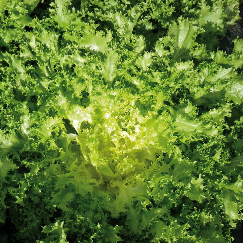 Endivie Wallone Dorea