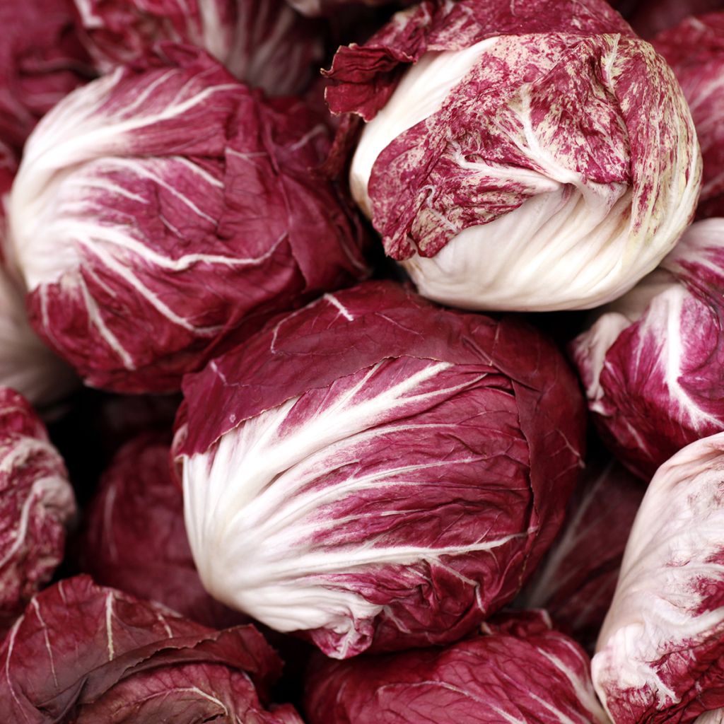 Blattzichorie Palla Rossa - Vilmorin