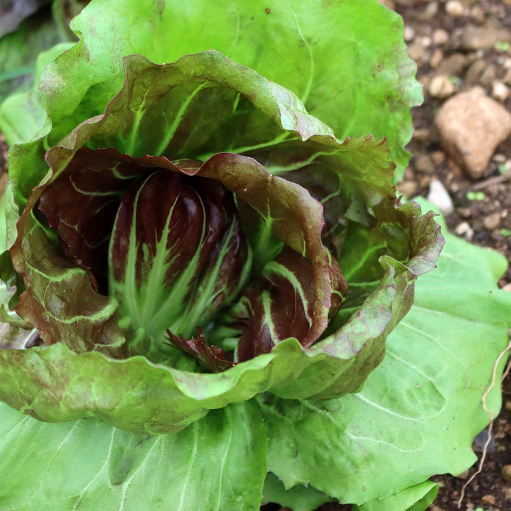 Blattzichorie Palla Rossa - Vilmorin