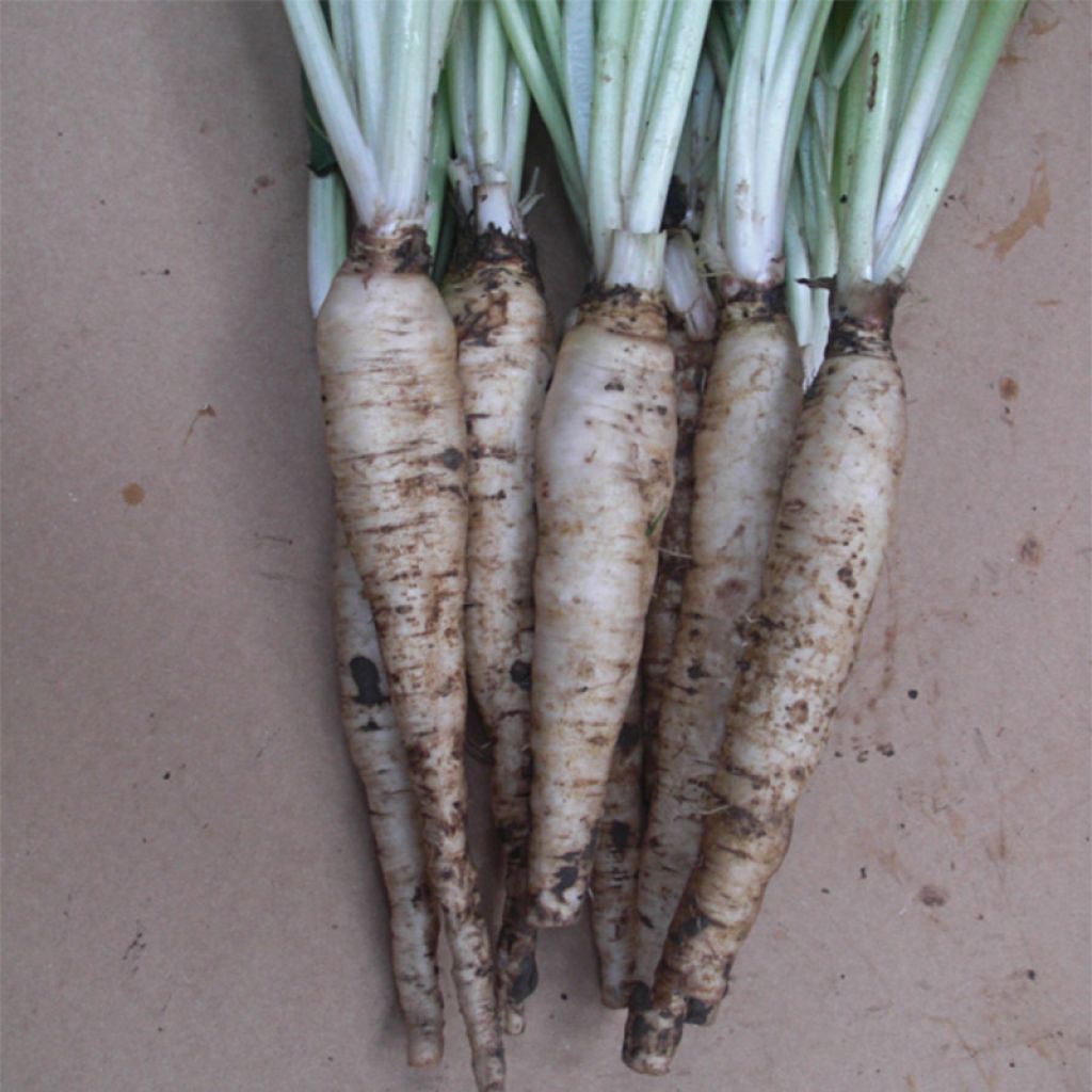 Blattzichorie Tête d'Anguille