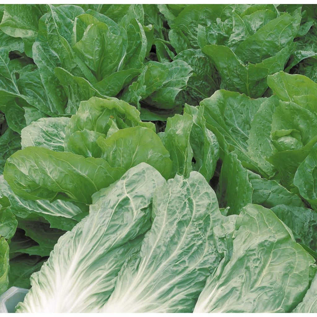 Zichoriensalat Jupiter