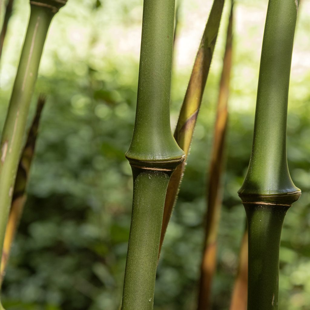 Chimonobambusa tumidissinoda Macrophylla - Bambus