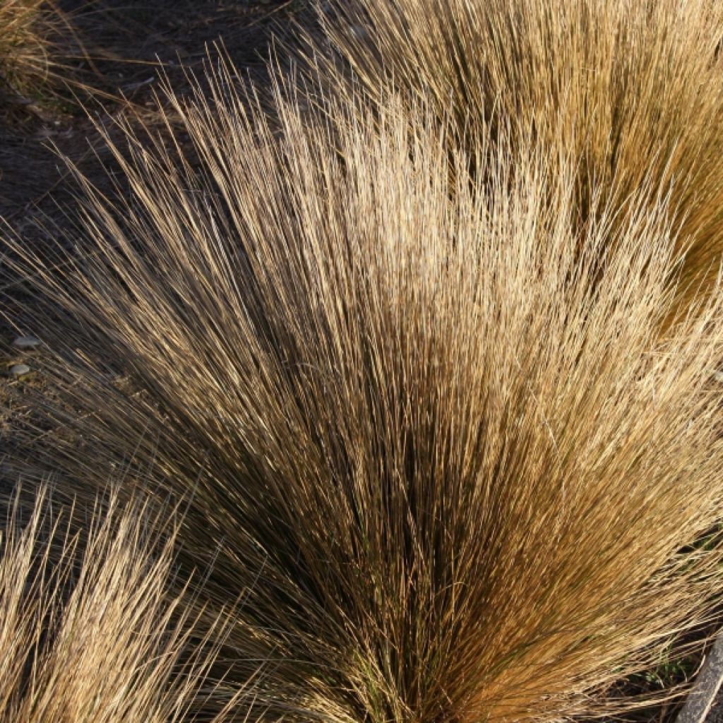 Chionochloa rubra - Tussock-Gras