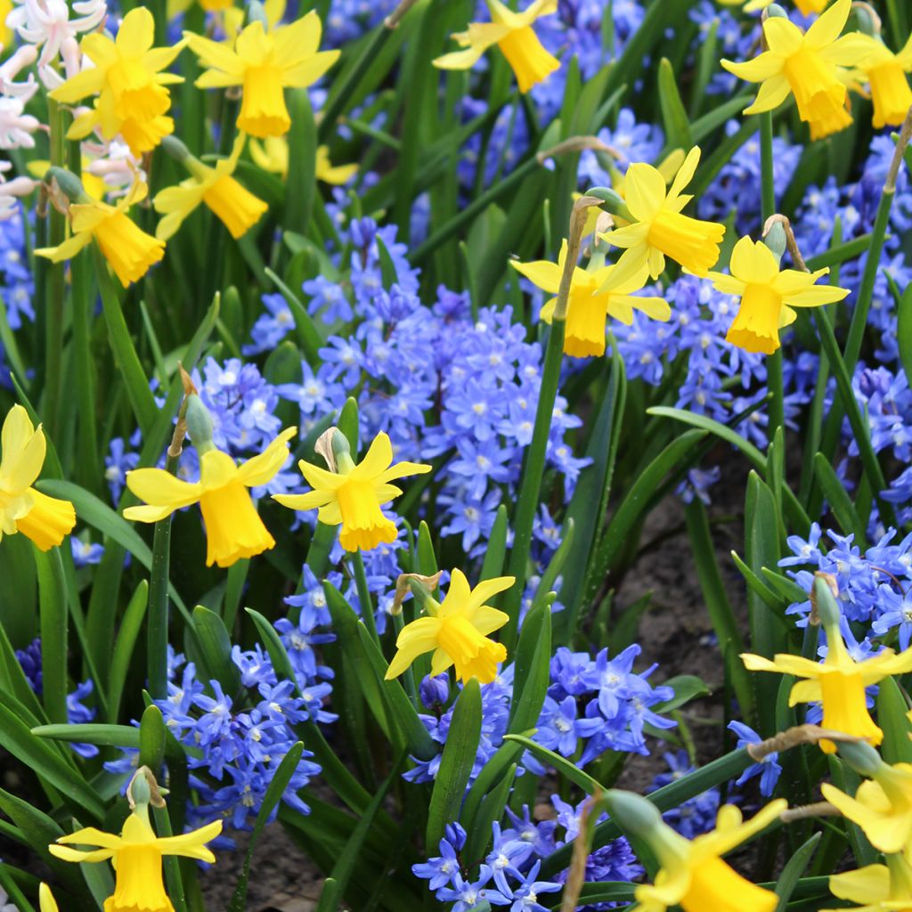 Chionodoxa sardensis - Dunkle Sternhyazinthe