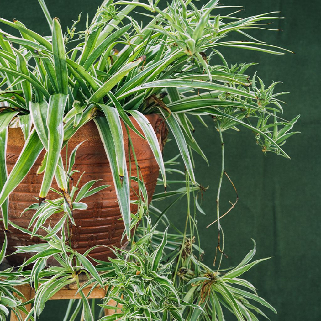 Chlorophytum Irish - Grünlilie