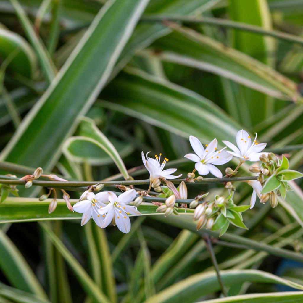 Chlorophytum Irish - Grünlilie