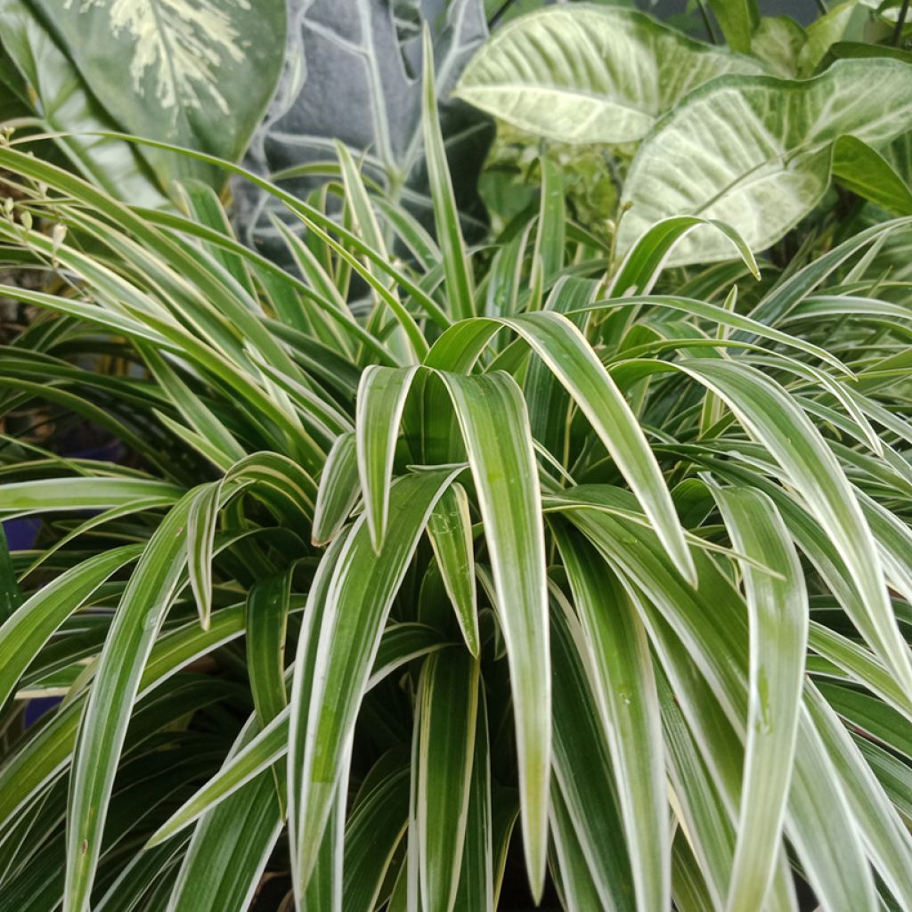 Chlorophytum Irish - Grünlilie