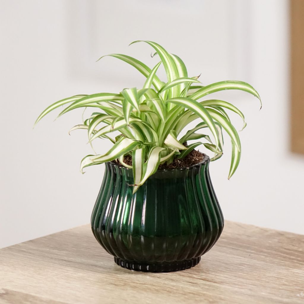 Chlorophytum Variegatum - Grünlilie