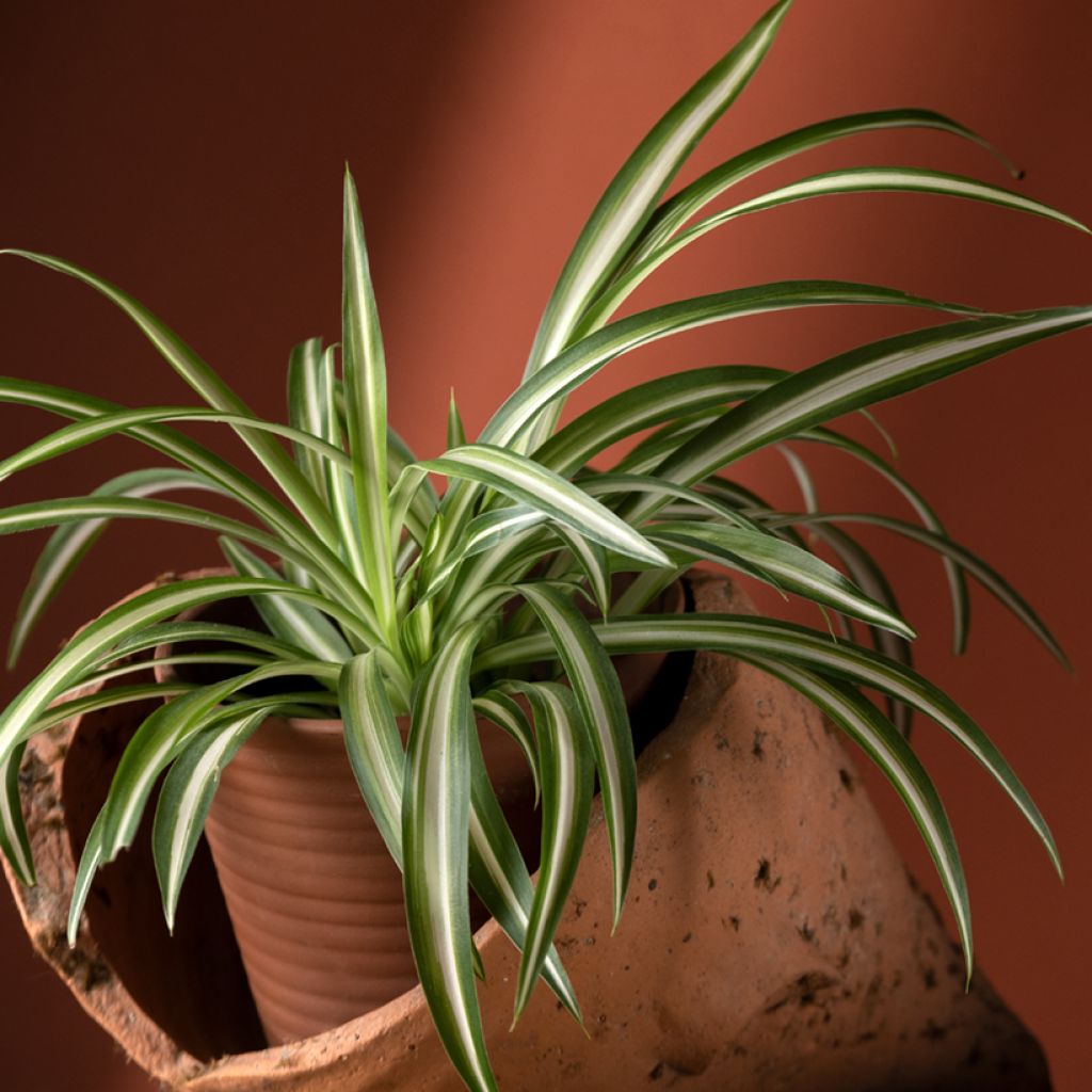 Chlorophytum Variegatum - Grünlilie