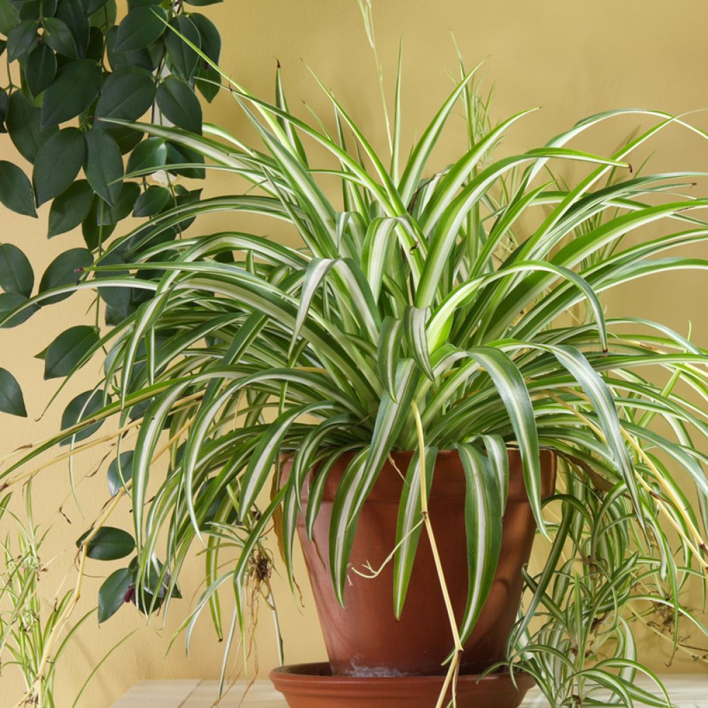 Chlorophytum Variegatum - Grünlilie