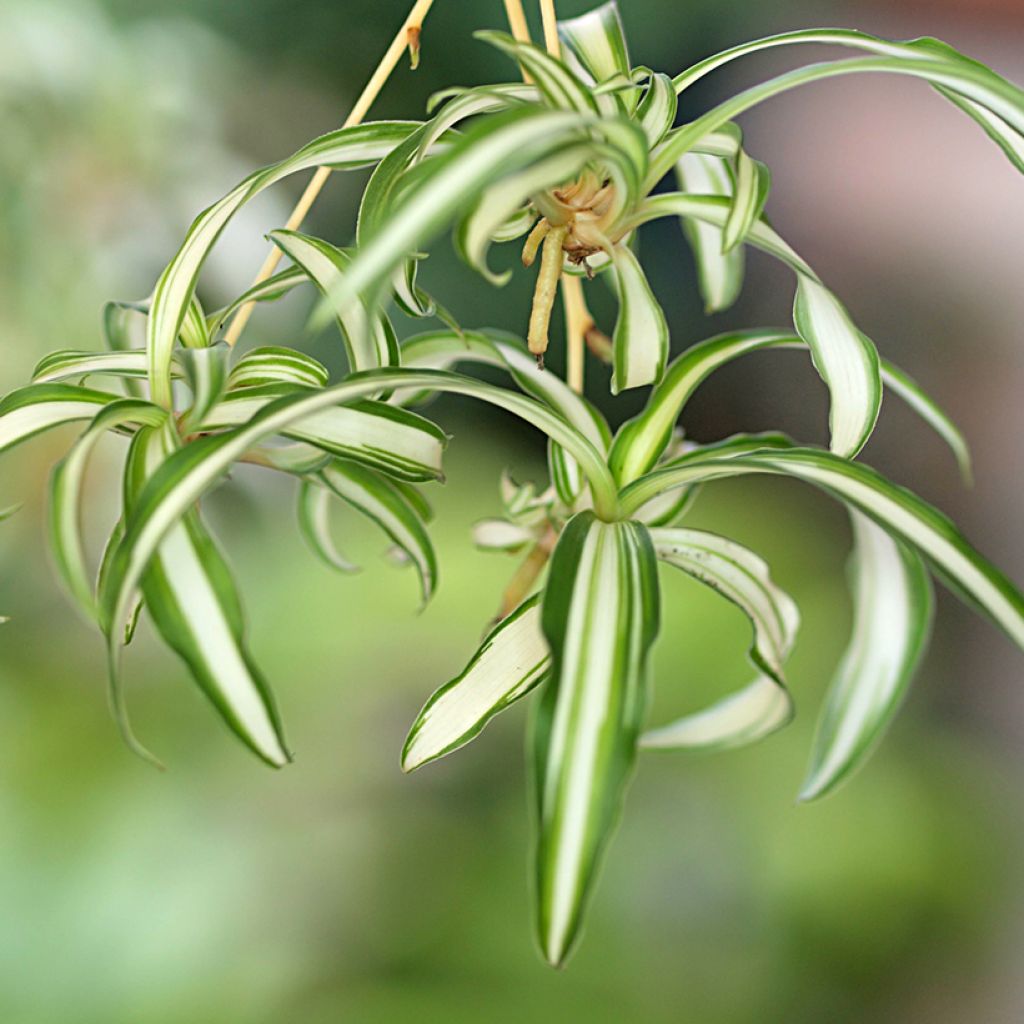 Chlorophytum Variegatum - Grünlilie
