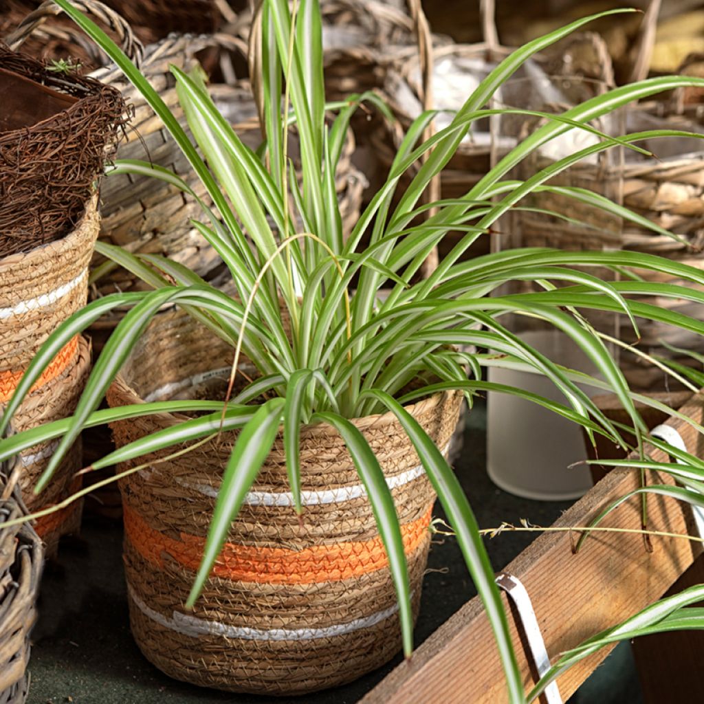 Chlorophytum Variegatum - Grünlilie