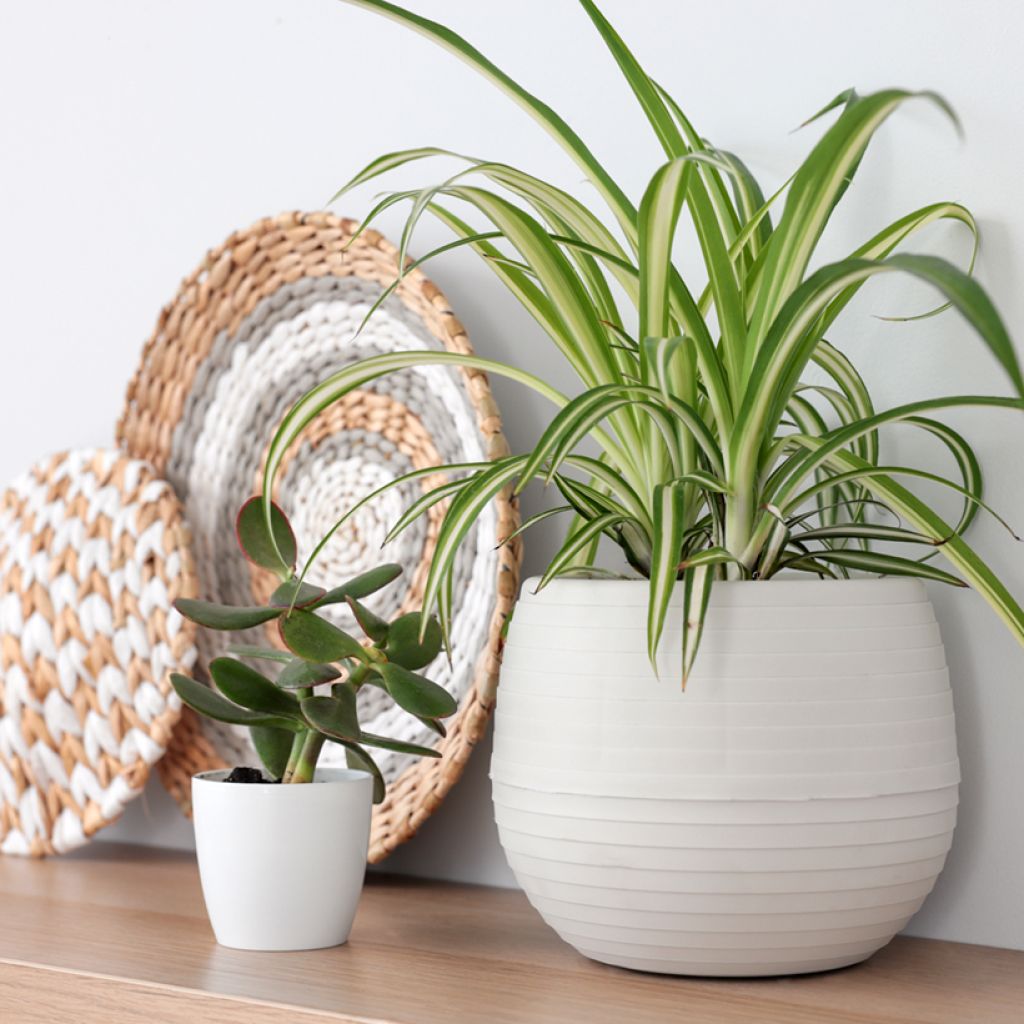 Chlorophytum Variegatum - Grünlilie