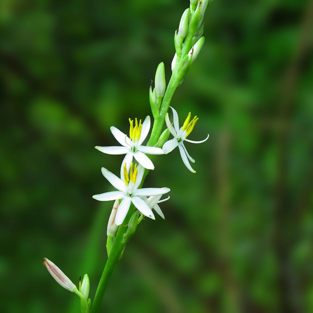 Chlorophytum nepalense - Grünlilie