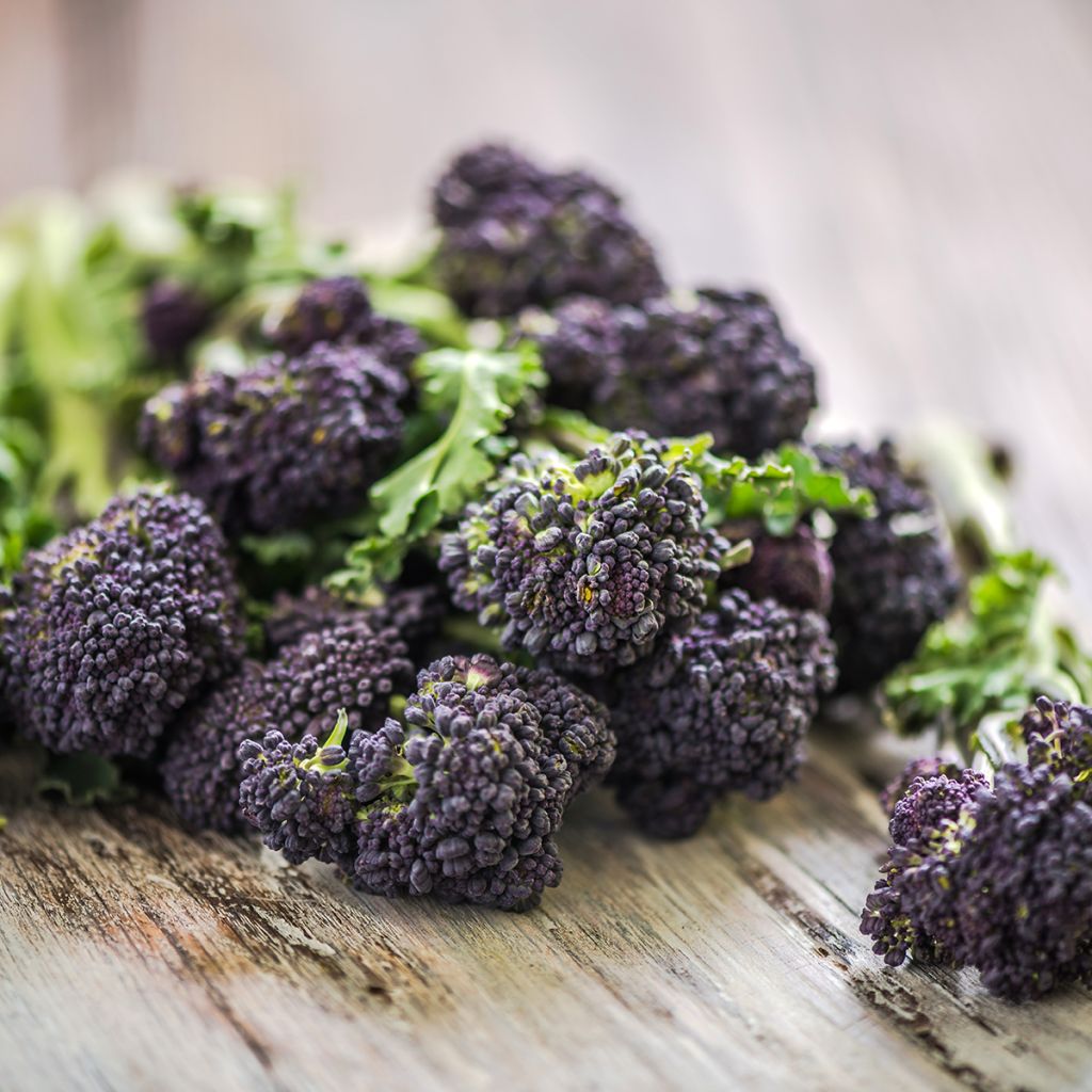 Brokkoli Early Purple Sprouting Bio