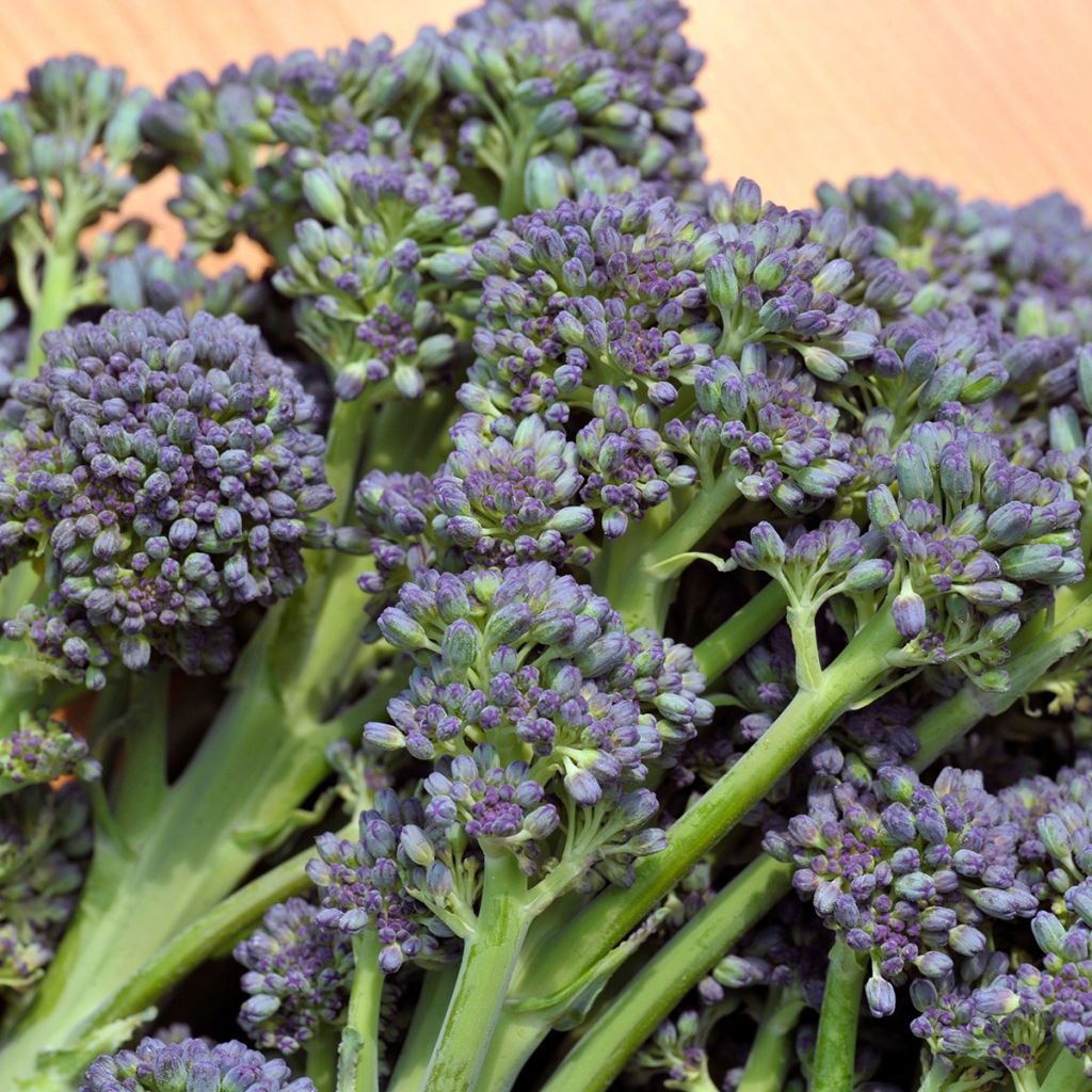 Brokkoli Early Purple Sprouting