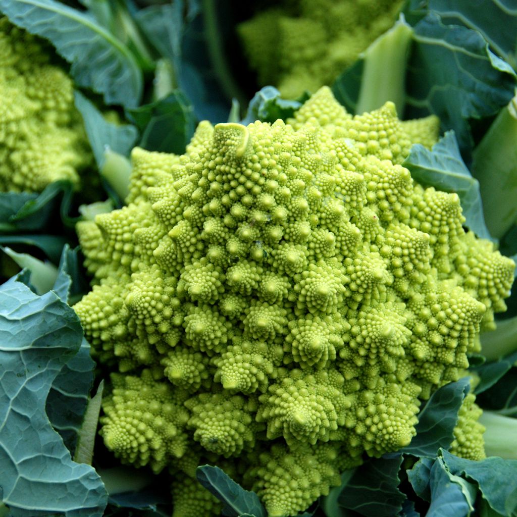 Brokkoli Romanesco Bio - Ferme de Sainte Marthe