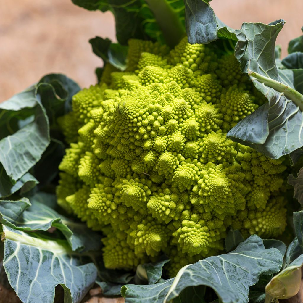Brokkoli Romanesco Bio - Ferme de Sainte Marthe