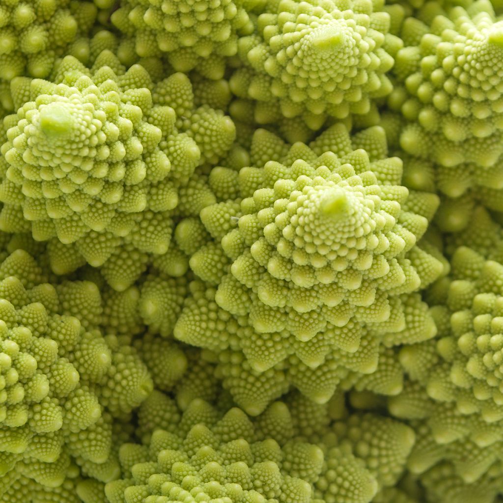 Brokkoli Romanesco Bio - Ferme de Sainte Marthe
