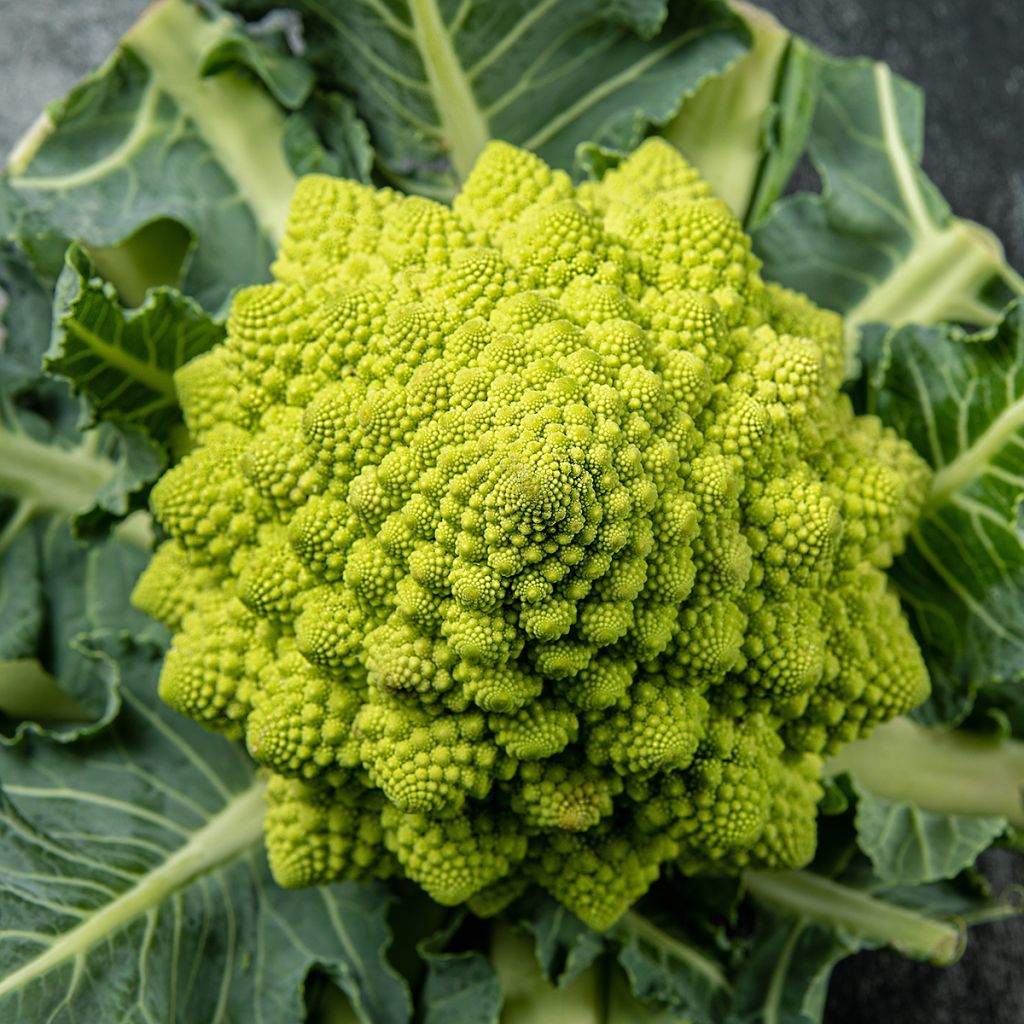 Brokkoli Romanesco Bio - Ferme de Sainte Marthe