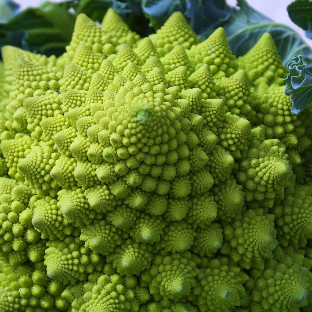 Brokkoli Romanesco
