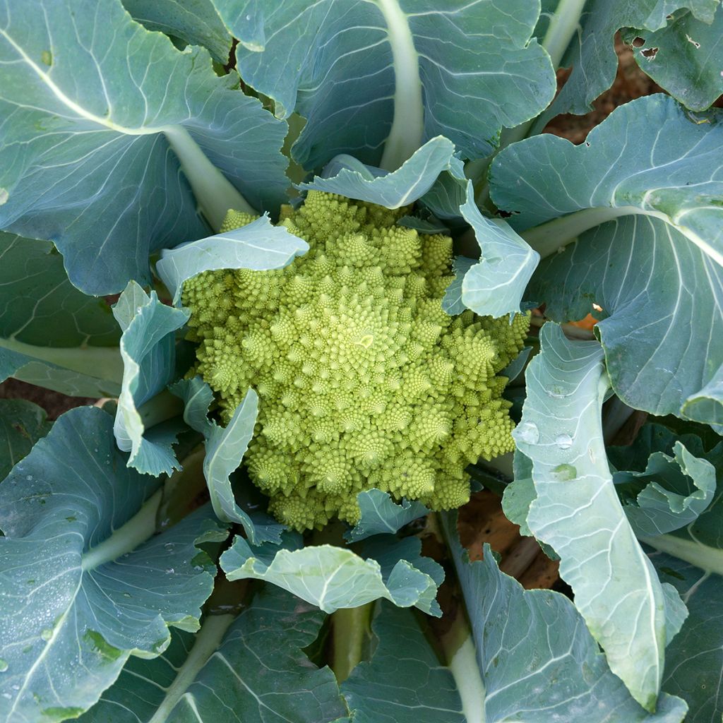 Brokkoli Romanesco