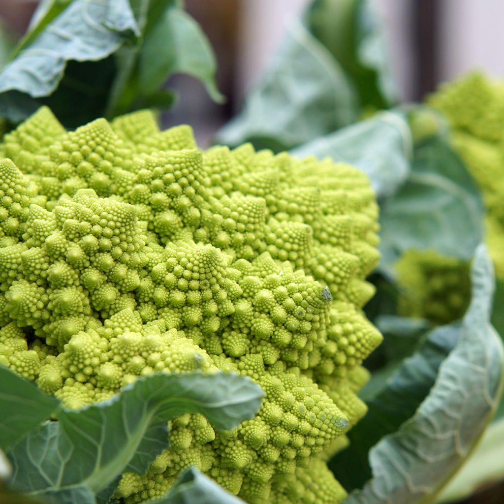 Brokkoli Romanesco
