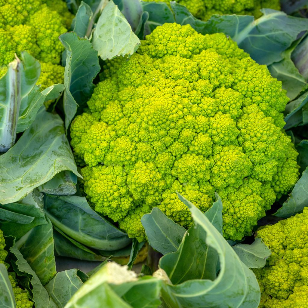 Brokkoli Romanesco