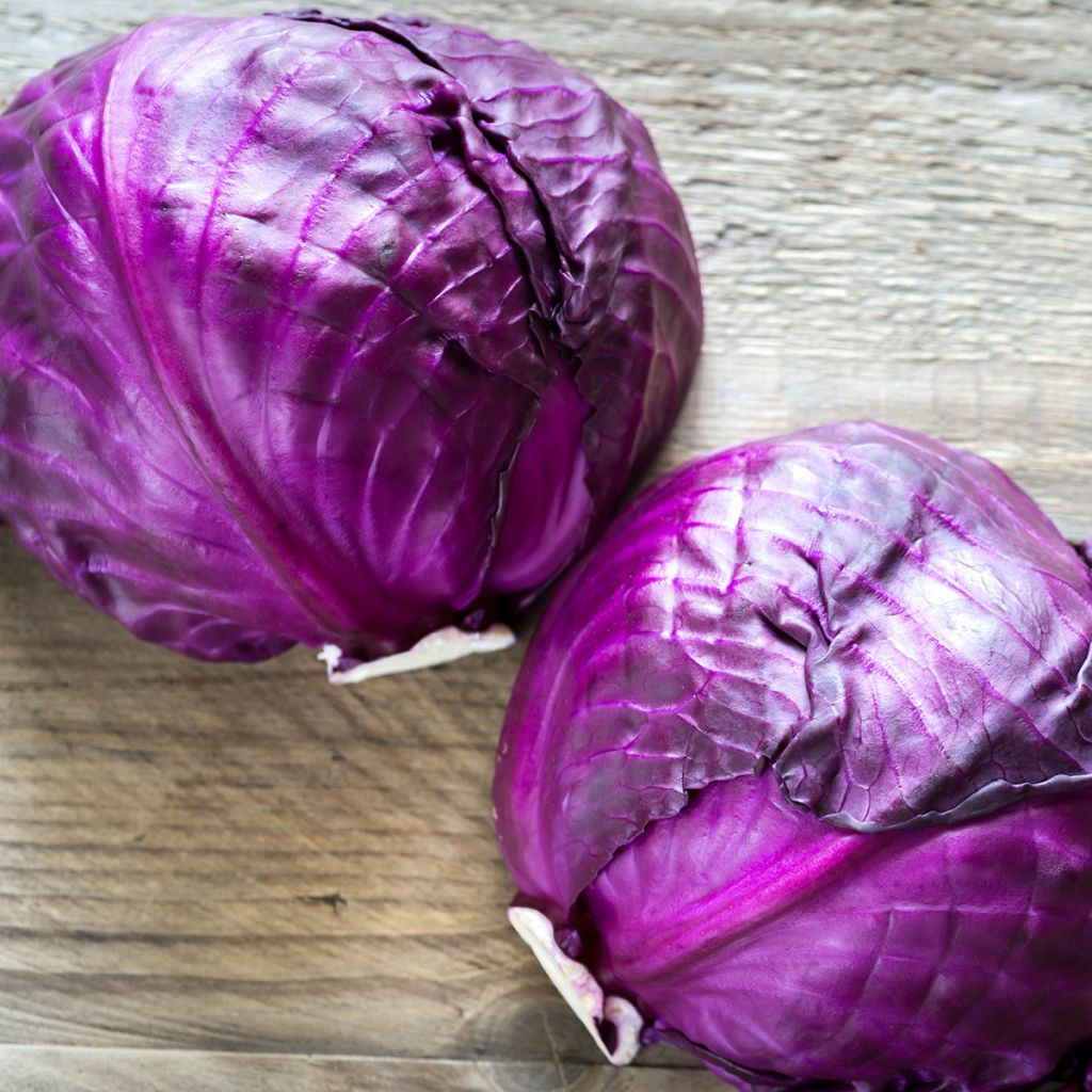 Rotkohl Langedijker Bewaar 2