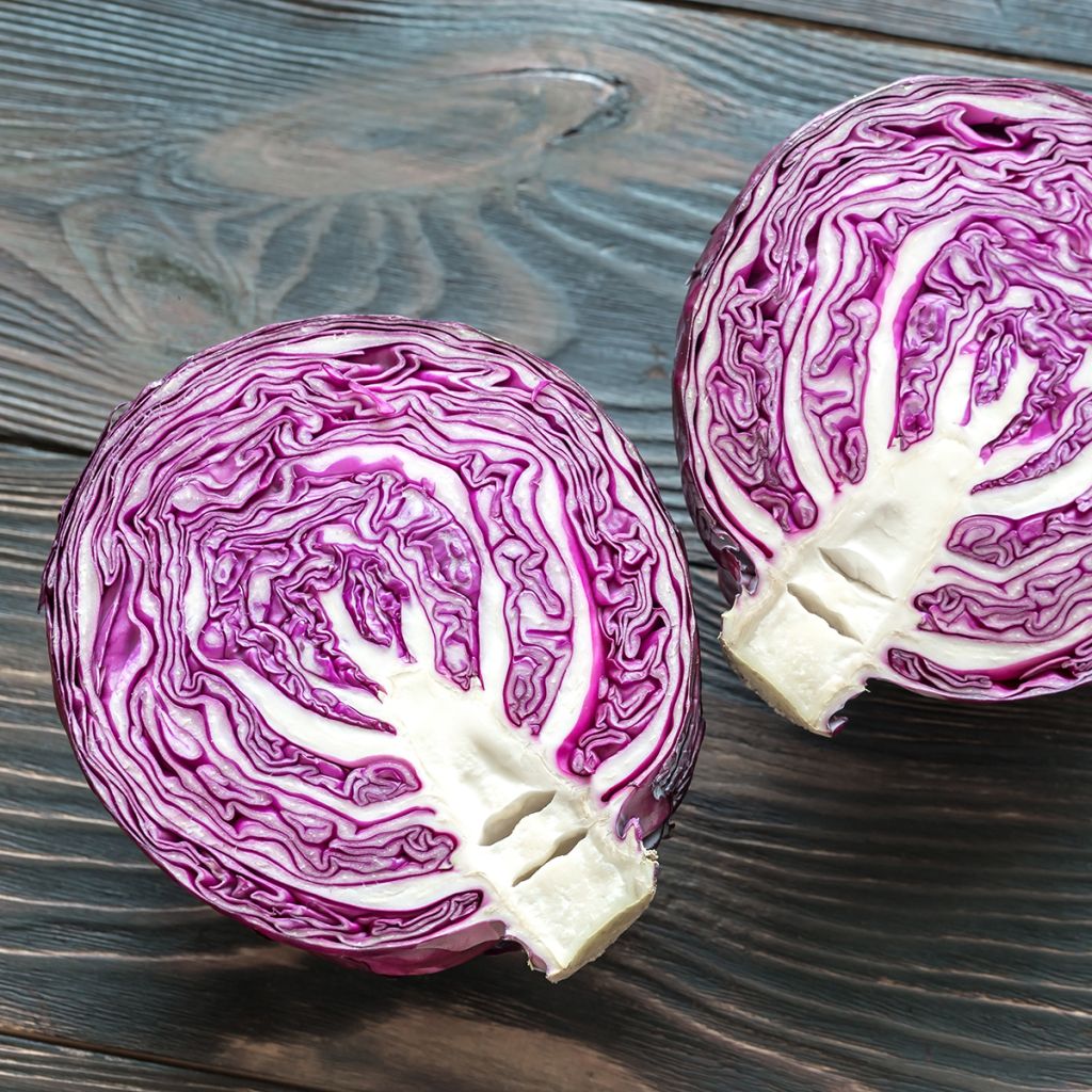 Rotkohl Langedijker Bewaar 2