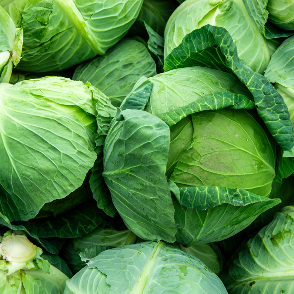 Kopfkohl Minicole F1