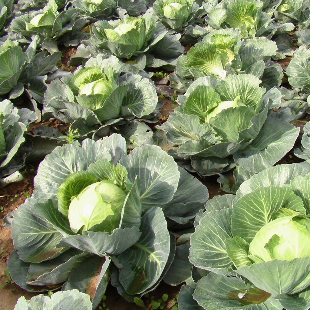 Kopfkohl Quintal d'Alsace