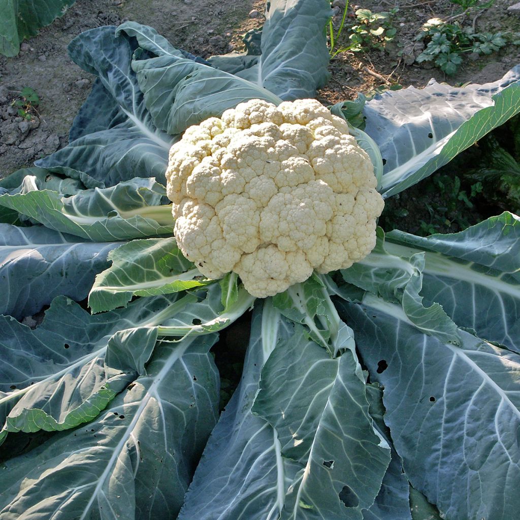 Blumenkohl Merveille de Toutes Saisons - Vilmorin