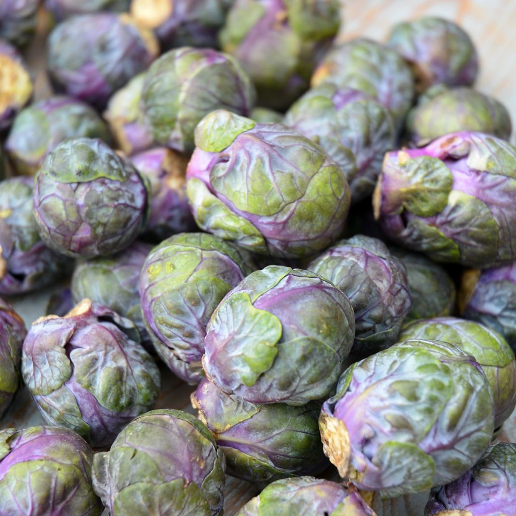 Rosenkohl Rubine Bio - Ferme de Sainte Marthe