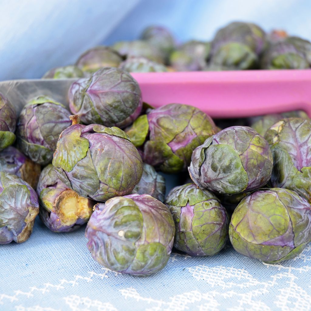 Rosenkohl Rubine Bio - Ferme de Sainte Marthe