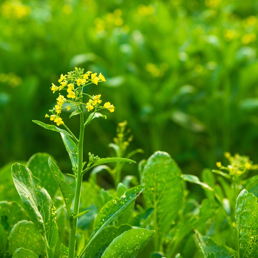 China-Kohl Tsoi Sim Choy Sum