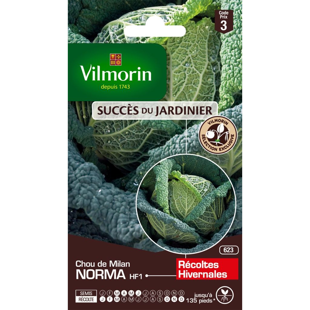 Wirsing Norma F1 - Vilmorin