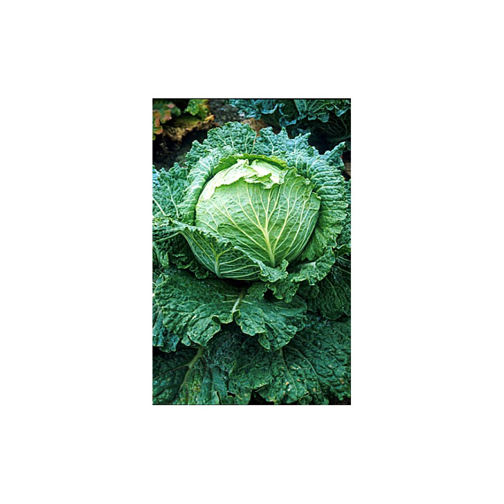 Wirsing Savoy King F1 - Roi des Milan