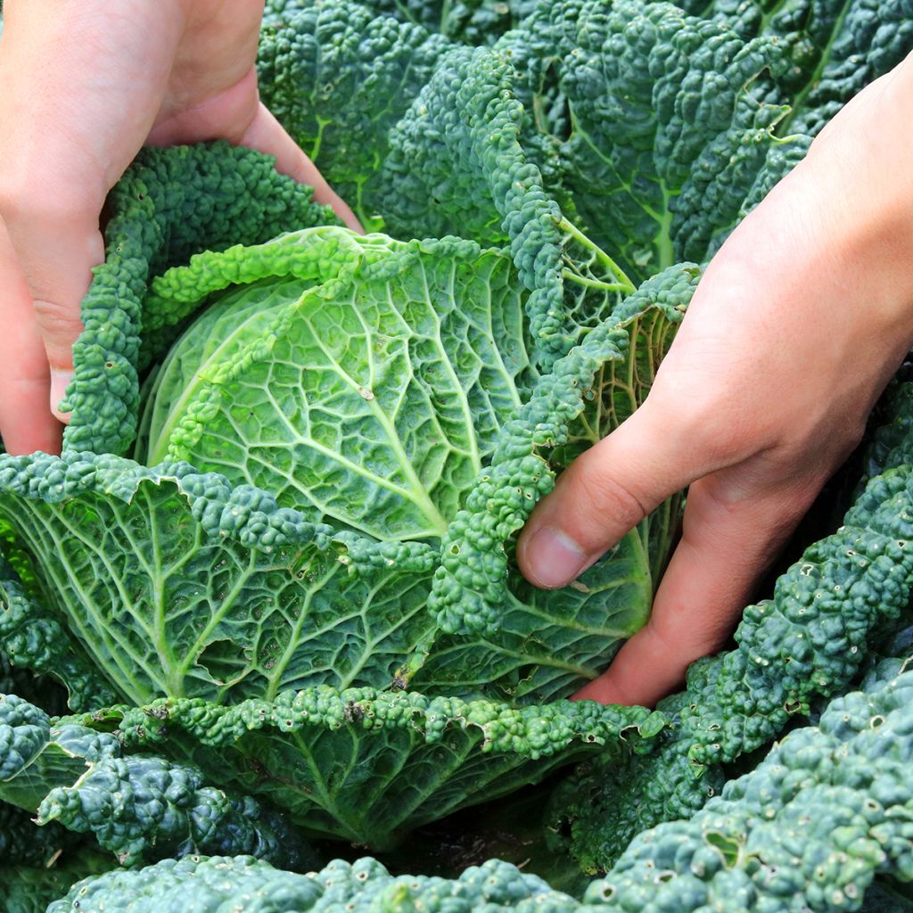 Wirsing d'Aubervilliers