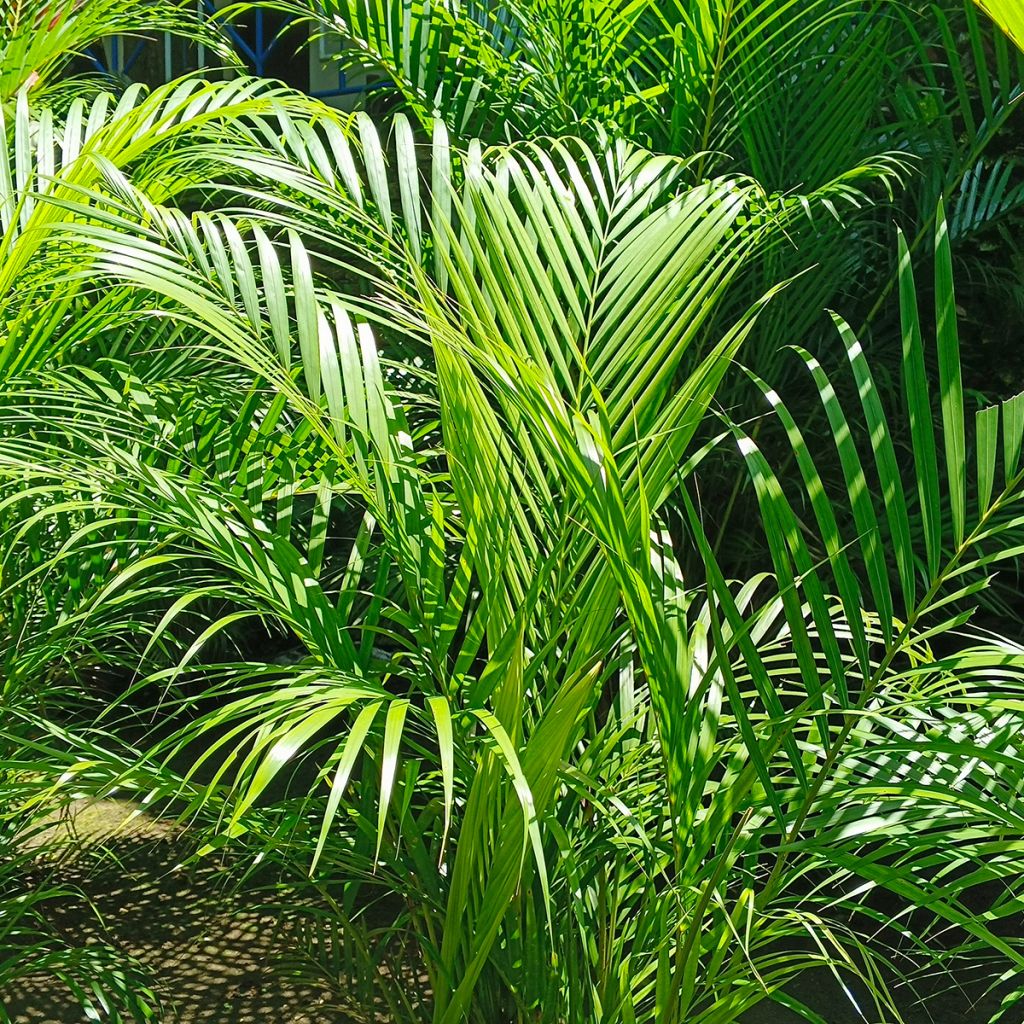 Chrysalidocarpus lutescens - Goldfruchtpalme