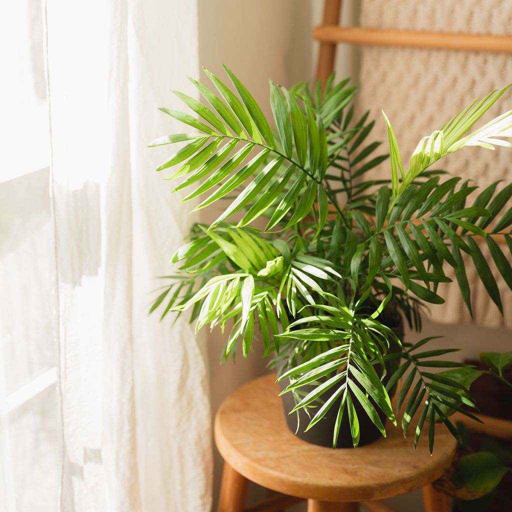 Chrysalidocarpus lutescens - Goldfruchtpalme