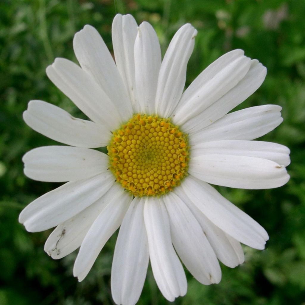Chrysanthemum cinerariifolium - Insektenpulverpflanze