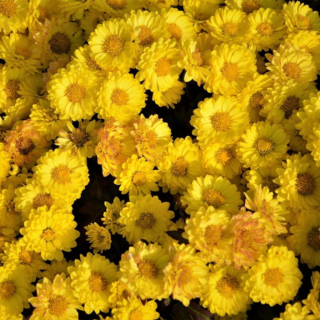 Chrysanthemum Goldmarianne - Herbst-Chrysantheme