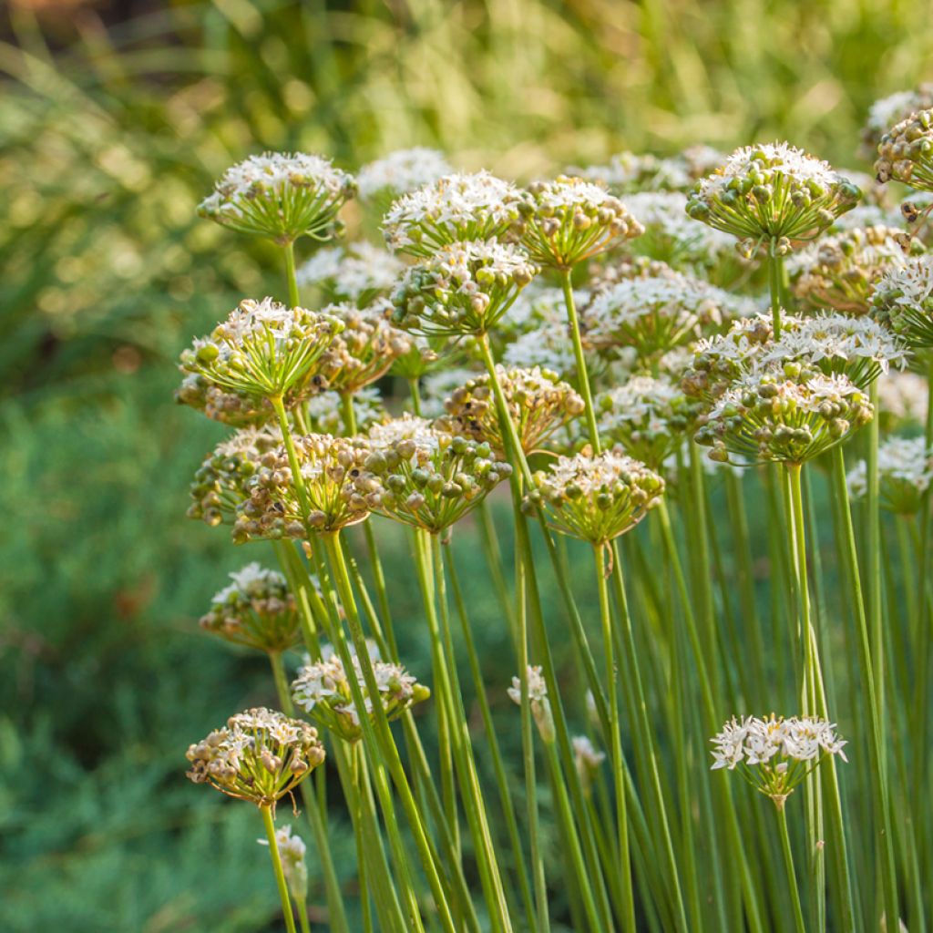 Chinesischer Lauch - Allium ramosum