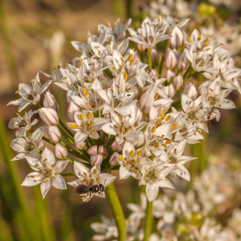 Chinesischer Lauch - Allium ramosum